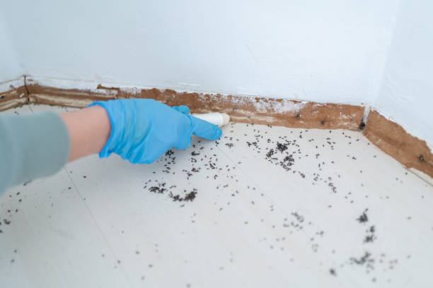 Best Wasp Removal Services  in Denver, NC